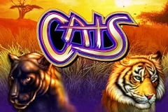 Cats Cats