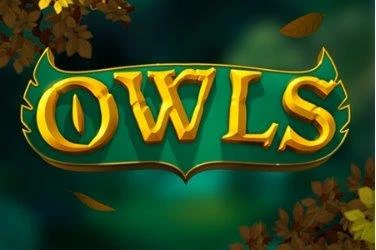 Owls Owls